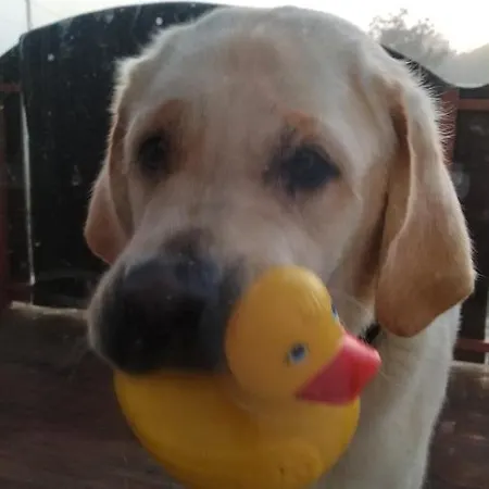 아파트 Novakporta Vendeghaz