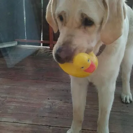 Novakporta Vendeghaz 아파트 *