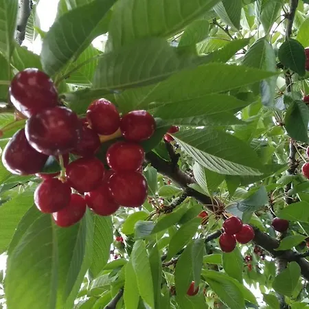 Novakporta Vendeghaz 아파트 Lakhegy