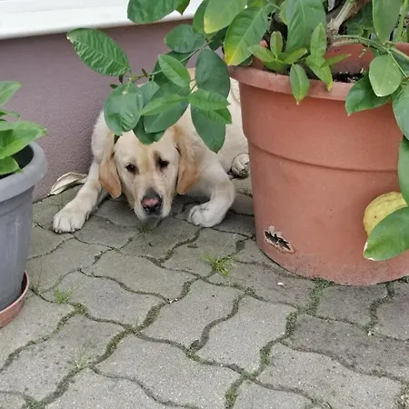 아파트 Novakporta Vendeghaz