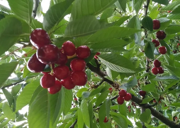 Novakporta Vendeghaz Daire Lakhegy