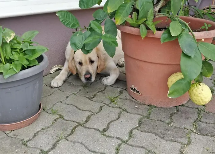 Daire Novakporta Vendeghaz